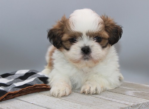 Gorgeous Shih Tzu Puppies for sale