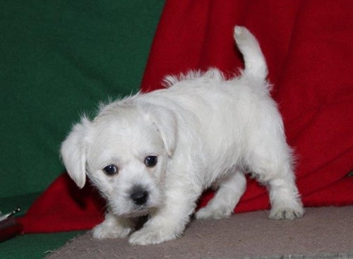 Gorgeous West Highland Terrier Pups for sale