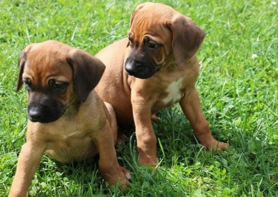 Rhodesian Ridgeback Puppies For Sale