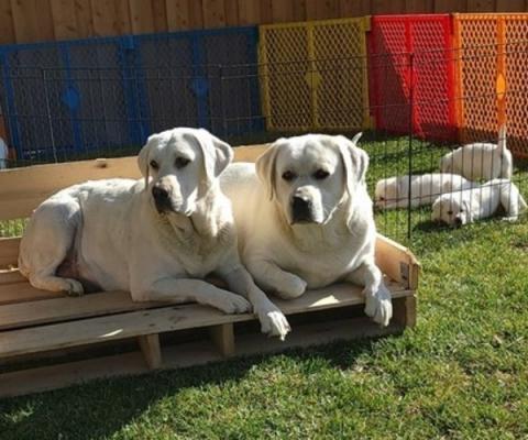 Beautiful Labrador Retriever Puppies For Sale.