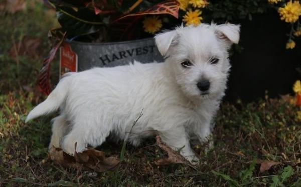 West Highland Terrie Puppies For Sale.