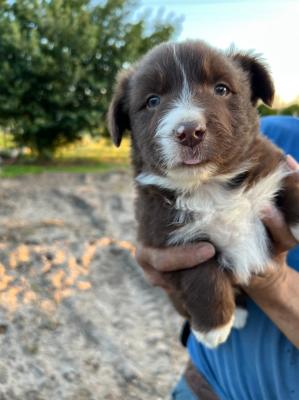 Border Collie puppies for sale