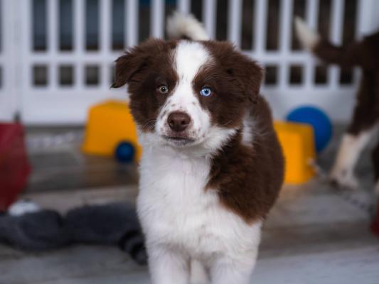Border Collie Puppies for sale.