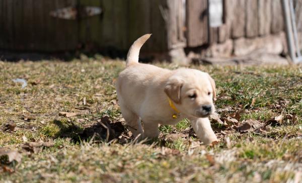 Labrador Retriever puppies for sale.