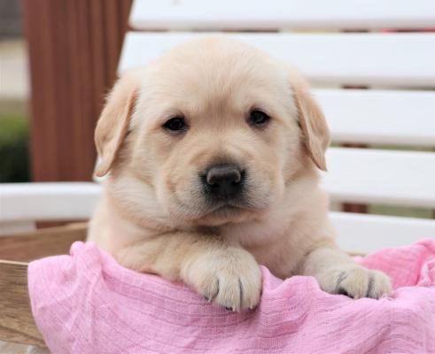 Labrador Retriever puppies for sale.