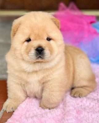 3 Chunky Chow Chow Puppies Ready Now