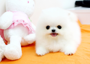 Teacup Pomeranian Puppies for sale