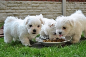 Teacup Maltese Puppies Seek Loving Home