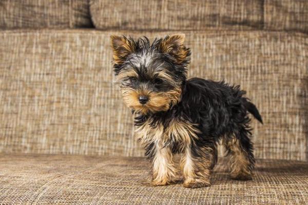 Adorable T-cup Yorkie Puppies Available
