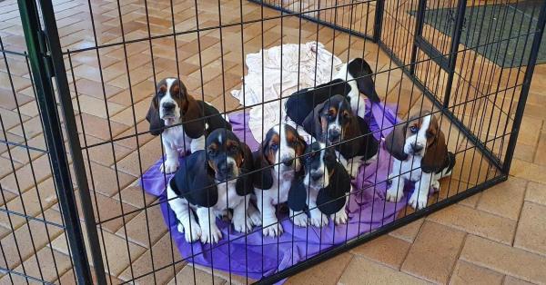 Males and Females Basset Hound Puppies