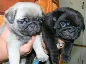Stunning Litter Of Fawn Pugs Puppies Available