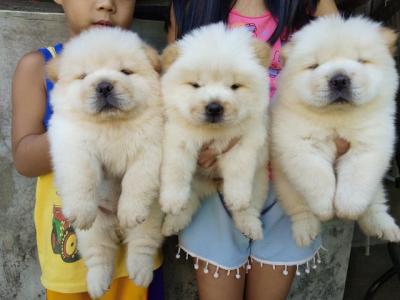 Beautiful Chow Chow puppies for good home