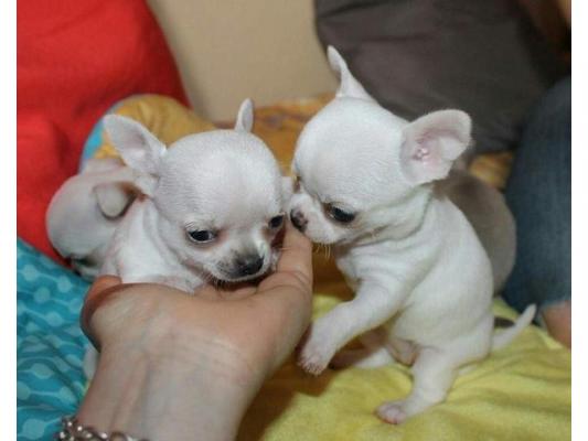 Beautiful Chihuahua puppies for good home