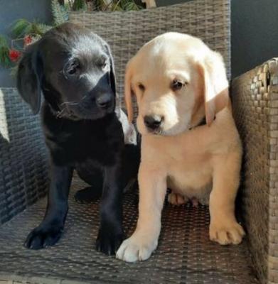 Beautiful Labrador Retriever puppies for good home