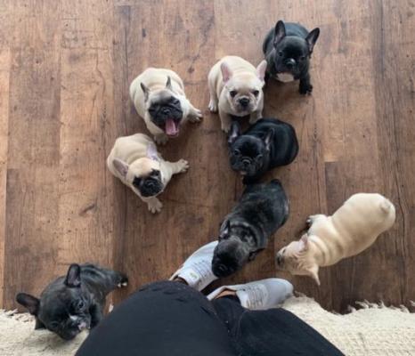 Beautiful French Bulldog puppies for good home