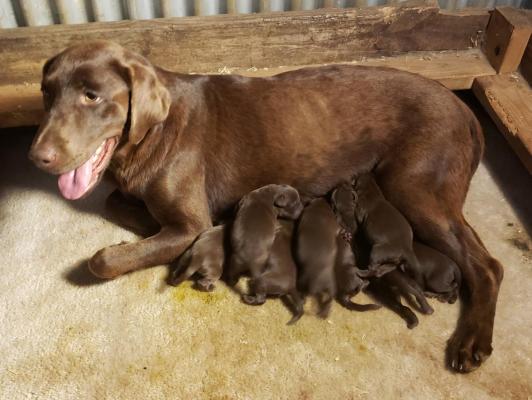 Fantastic KC registered Chocolate Labrador pups