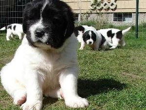 Newfoundland puppies For Sale
