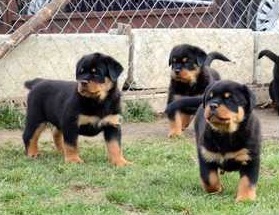 Male & female Rottweiler puppies for pet lovers.