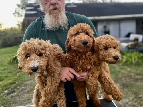 Cute Poodle puppies for sale