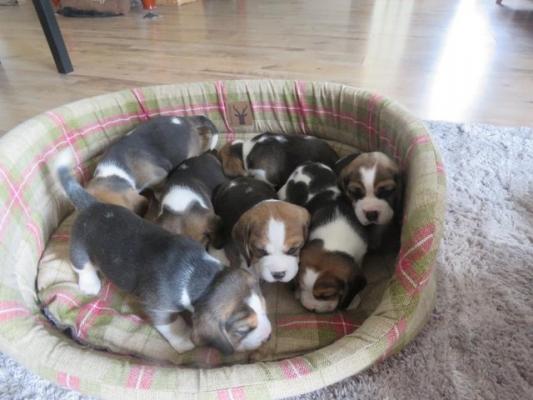Quality Beagle puppies for sale