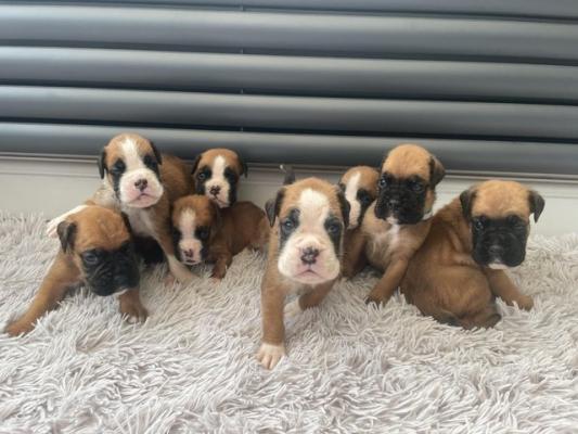 Sweet Boxer puppies for sale