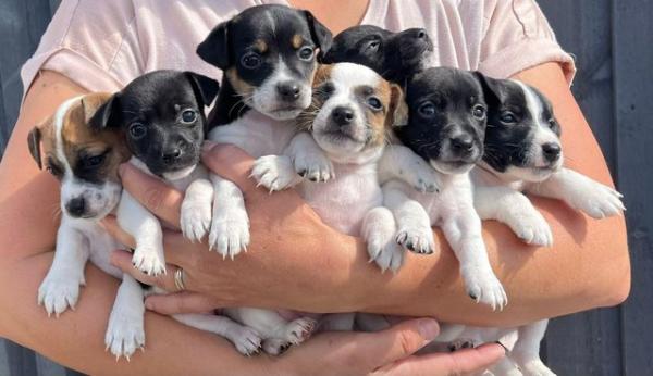 Perfect Jack Russell puppies for sale