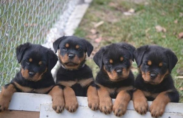 Rottweiler puppies is available near you