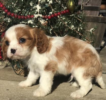 Gorgeous  Cavalier king charles puppies