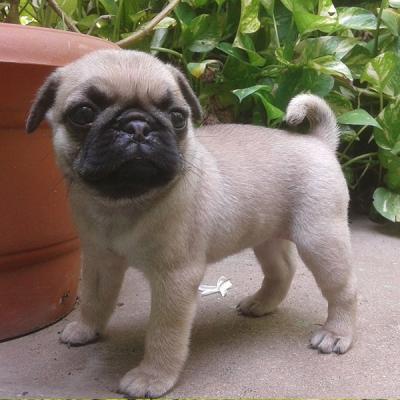 Cute Pug puppies in searching for 5star home