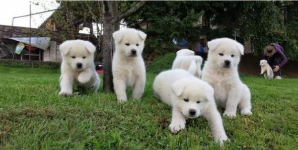 Beautiful Akita puppies for sale