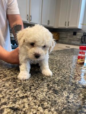 Bichone fries puppies for sale