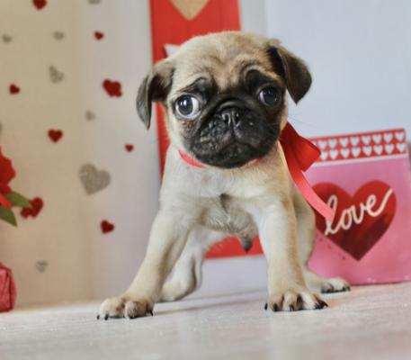 super beautiful PUG now for sale
