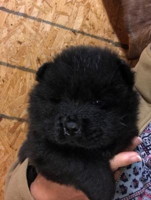 Amazing Chow Chow Puppies  For Sale