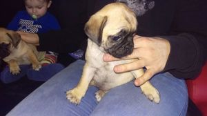 Kc registered pug puppies for sale