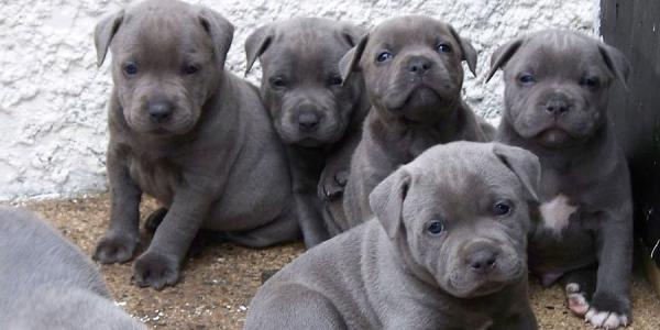  Blue Staffordshire bull terriers for sale