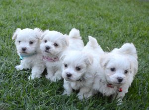gorgeous males & females Maltese puppies available