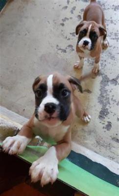 Purebred Boxer Puppies Ready Now
