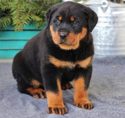 German Rottweiler Puppies for sale