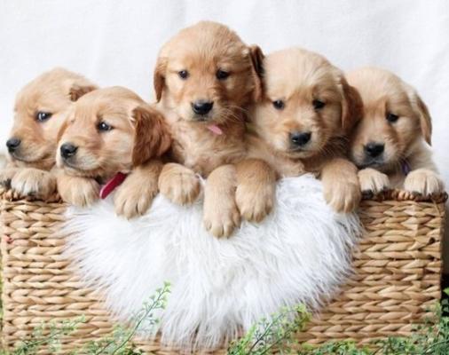 Amazing Golden Retriever Puppies for sale