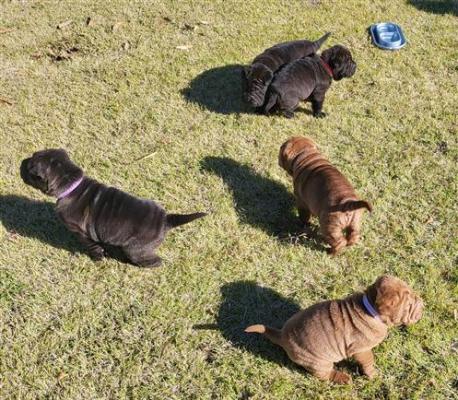 Beautiful Purebred Shar Pei Puppies for sale
