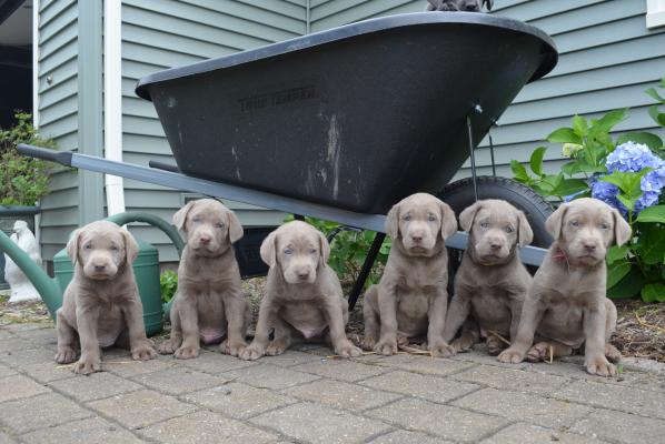 UPDATE Silver Labrador Puppies for sale 