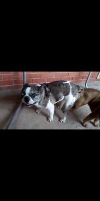 French bulldog and Dachshund  puppies