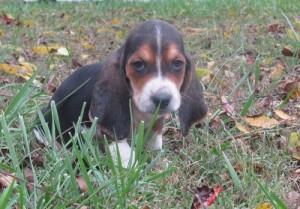 Lovely Basset Hound Puppies For Sale