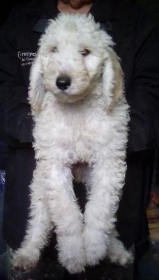 Gorgeous Chunky Standard Poodle Puppies 