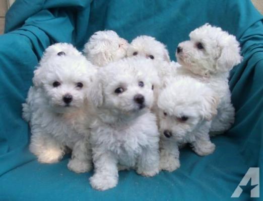 Pure Bichon Frise puppies for sale
