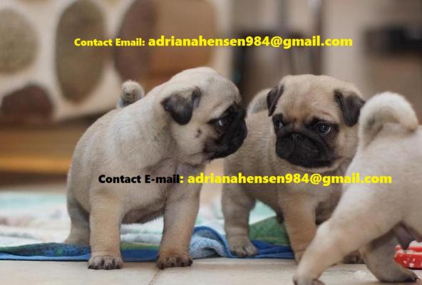 Brindle Male and Female Pugs Puppies