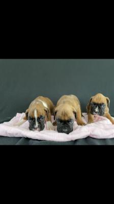 beautiful boxer ready now for sale