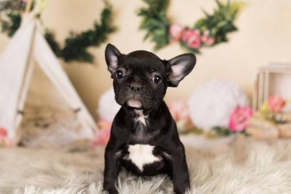 Super beautiful french bulldog ready now for sale