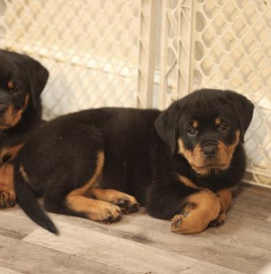 lovely Rottweiler   for sale  guarantee