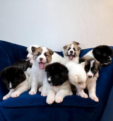 Super adorable, akita Boys and girls available